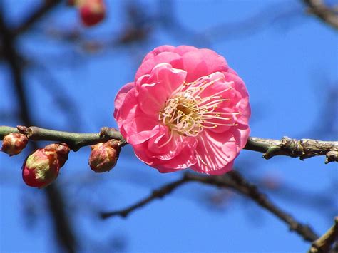 紅梅|梅